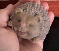 Taba squishy hedgehog
