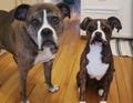 Custom Pet Plush – Personalized Stuffed Animals from Your Pet's Photo