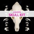 Coyote Skull Kit
