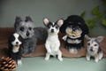 Custom Pet Replica Dog Plush,Photo of pet into custom stuffed animal,Handmade Pipe Cleaner Dollhouse Dog,Personalized Pet Plush Pet Memorial