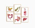 Digital Download | GI Tract Wall Art Set of 6 ? Unique Gastroenterologist Office Prints for Clinic or Digestive Health Decor