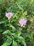 Wild Bergamot Bee Balm Tincture: Organic Cardiovascular & Immune Support