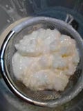 Fresh Organic Raw Milk Kefir Grains ? Live Probiotic Culture for Homemade Kefir