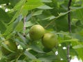 1 LB Edible Black Walnuts in Green Hull 2025 Harvest Juglas Nigra From Local Trees Sold By the Pound